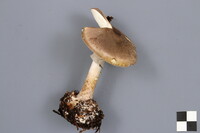 Amanita porphyria image